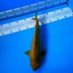 TYK Chagoi 33cm