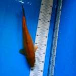 TYK Chagoi 34cm