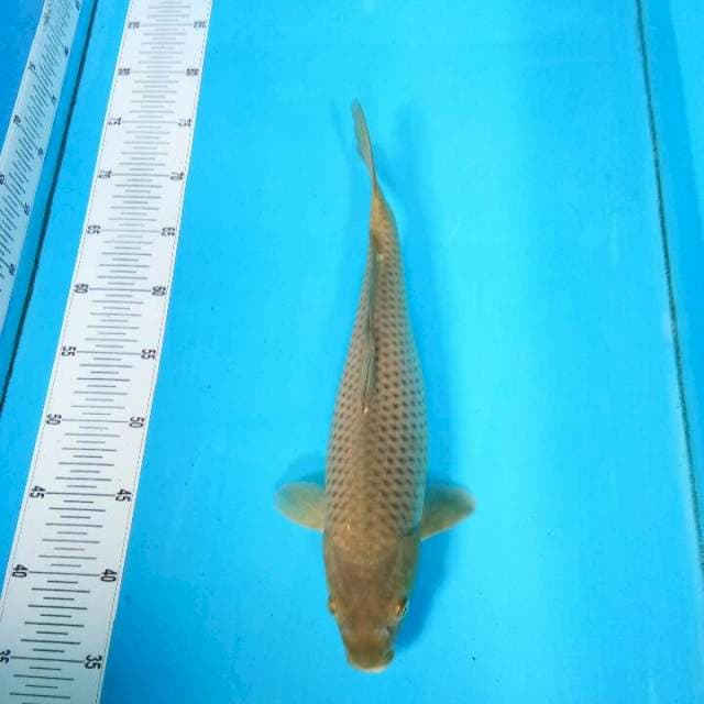 TYK Soragoi 37cm