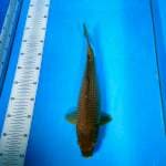 TYK Soragoi 37cm