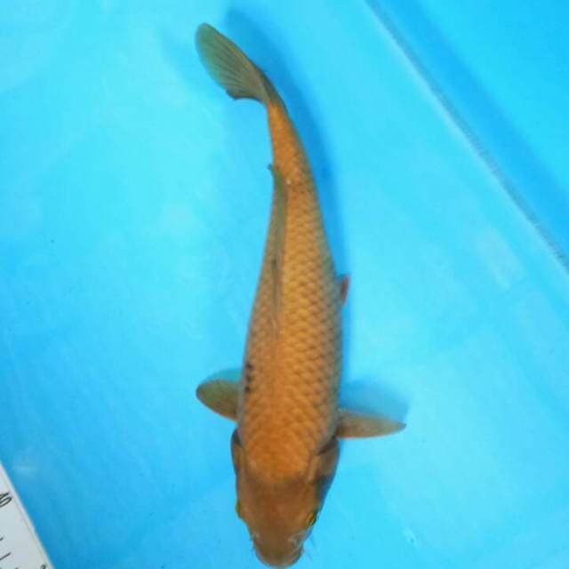 TYK Chagoi 32cm