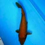 TYK Chagoi 32cm