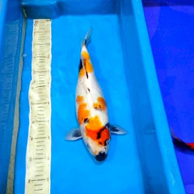 Jumbo showa 40cm
