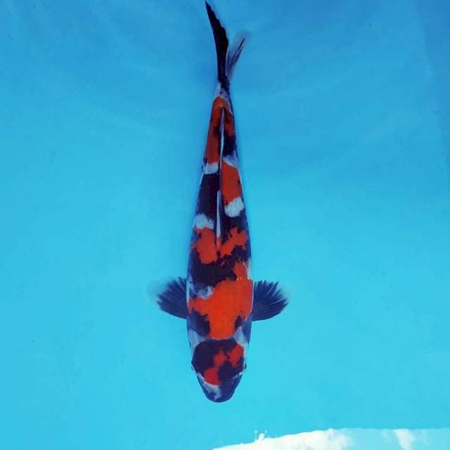 TORA ~ MARUTEN SHOWA ™
