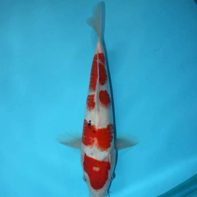 SANKE 29 CM