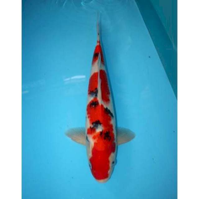 SANKE TATEGOI 37 CM