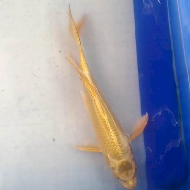 Gold kumpay