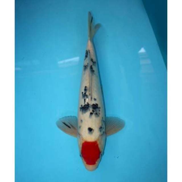 TANCHO SANKE 35 CM