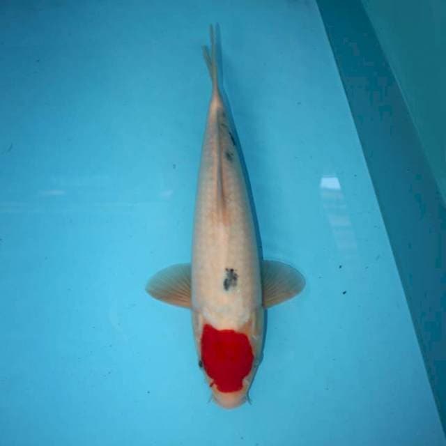 TANCHO SANKE TATEGOI 33 CM
