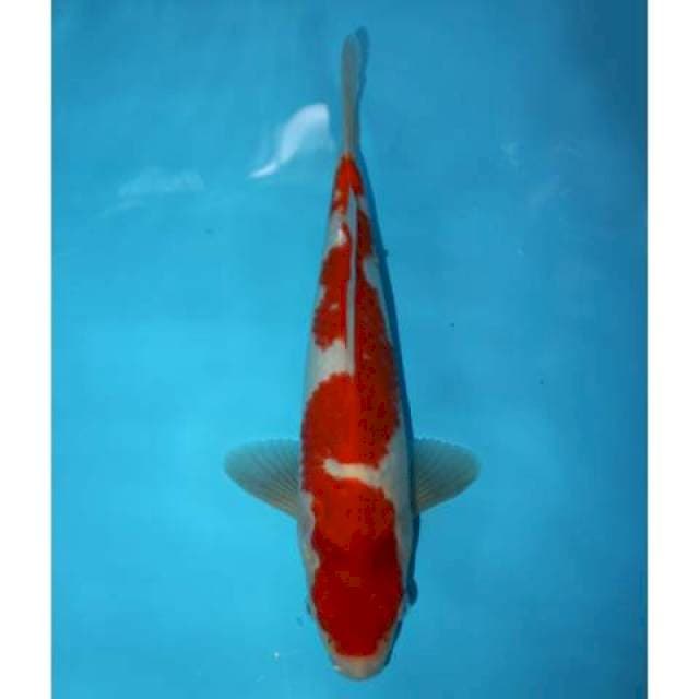 KOHAKU INAZUMA 31 CM