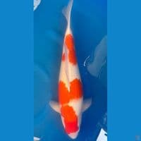 Kohaku 2sai BL Taniguchi