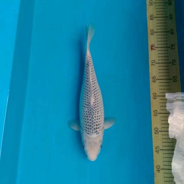 Asagi 36 cm