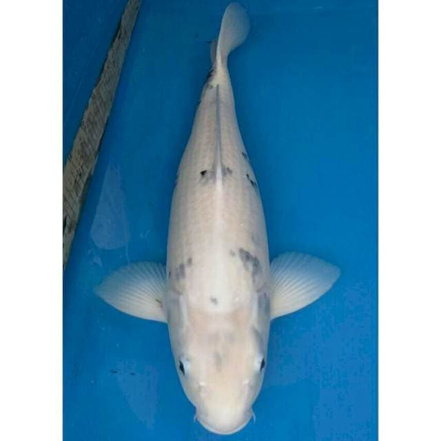 Okawa Jumbo Female Shiro