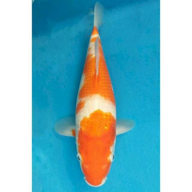 Okawa Kohaku