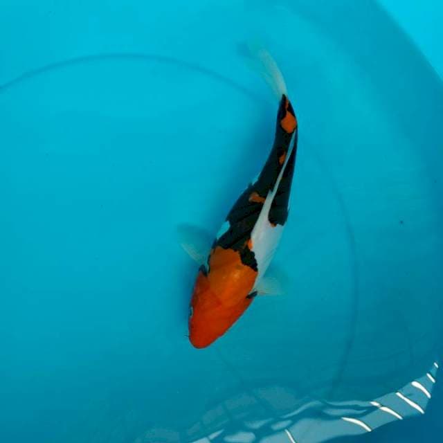 Benikumonriyu