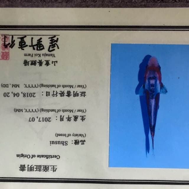 Shusui Yamuju