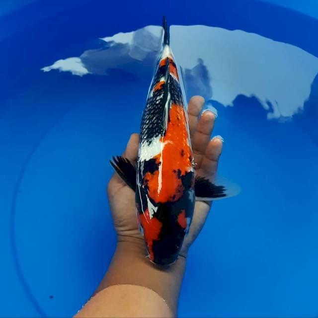 Showa ginrin 35 cm