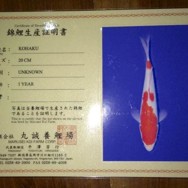 Kohaku (Marusei) 20 cm. Import dan Sertifikat