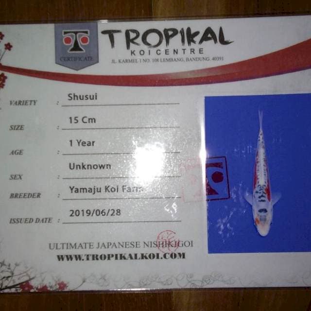Shusui (Yamaju) 15cm. Import dan Sertifikat