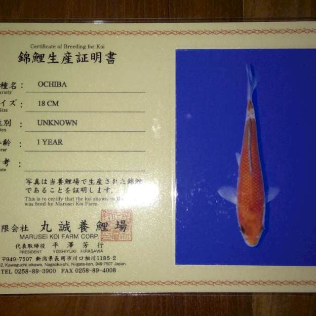 Ochiba (Marusei) 18cm. Import dan Sertifkat