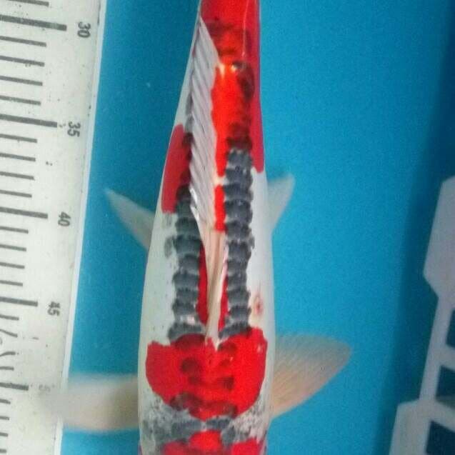 Kujaku merah merona