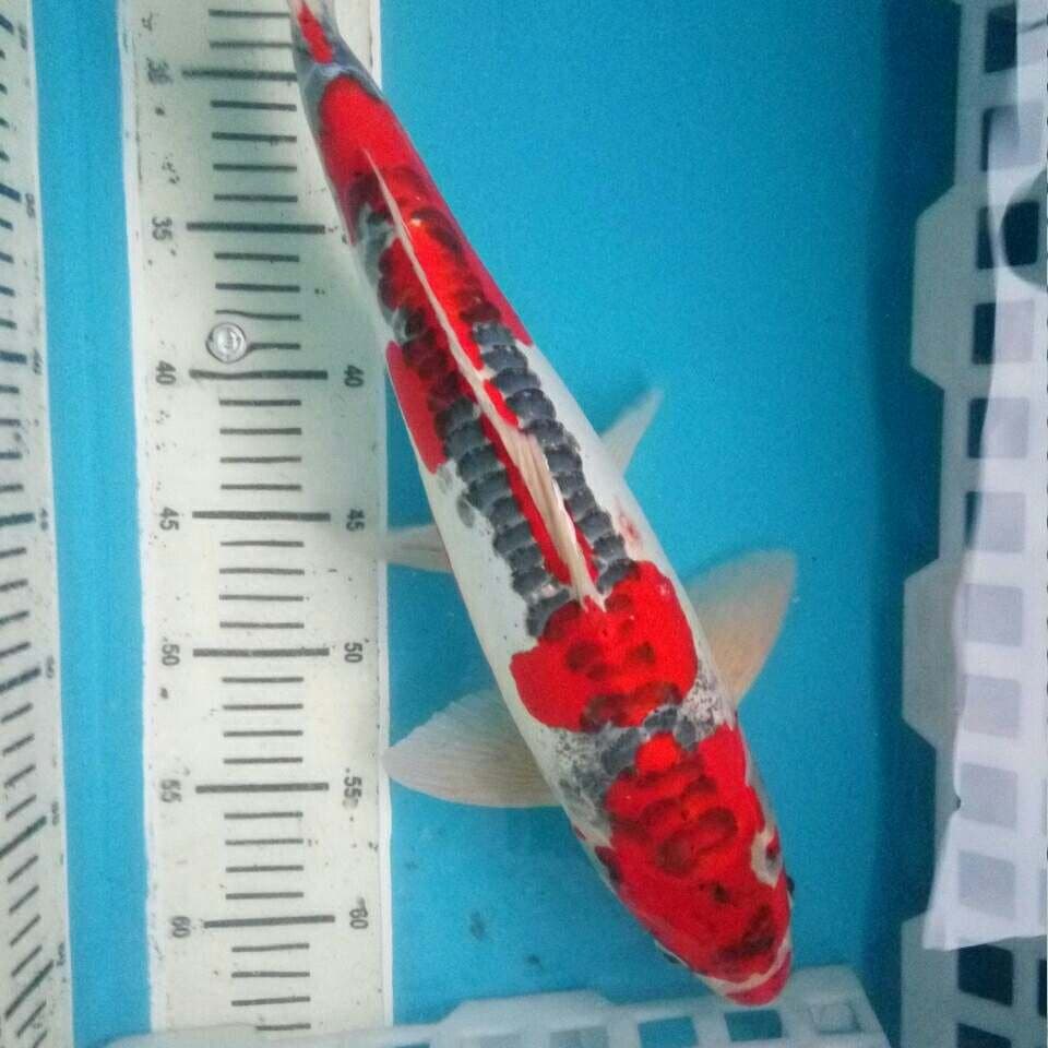 Kujaku merah merona