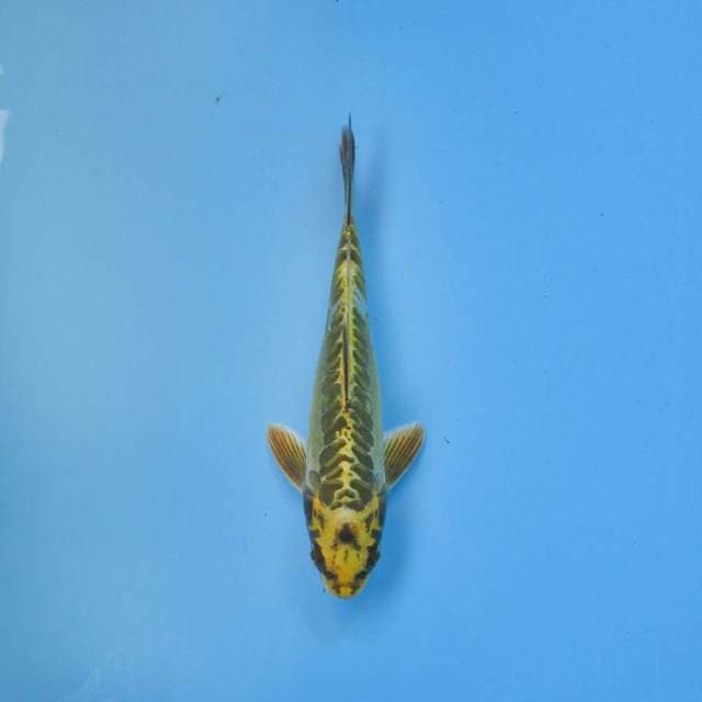KAWARI SUPER ANTIK 19 CM