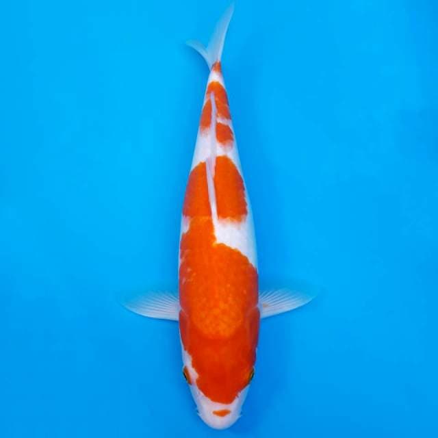 Jumbo kohaku