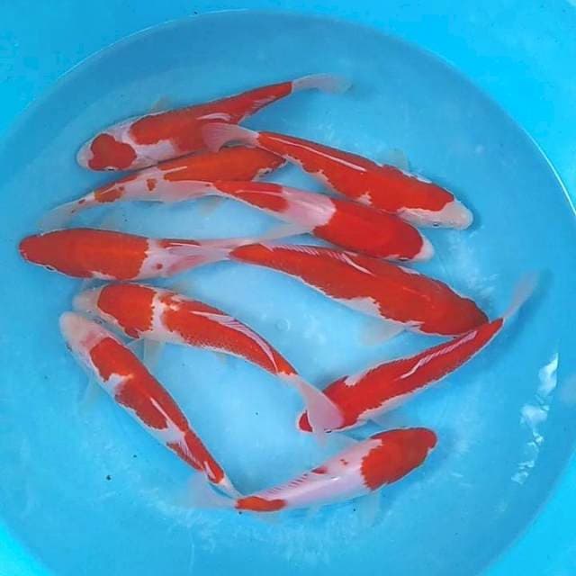 Kohaku F1 10 ekor