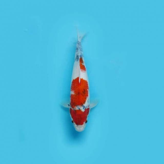 SHOWA TATEGOI JUMBO TOSAI 29 cm