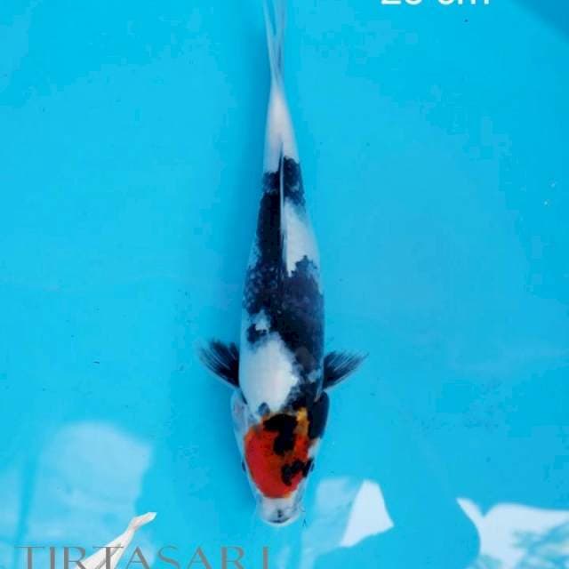 Tancho Showa 28 cm