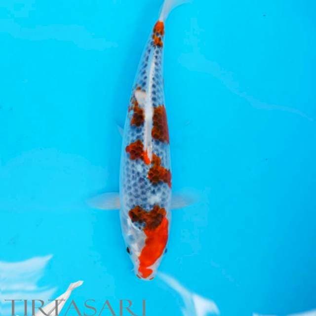 Goshiki 27 cm