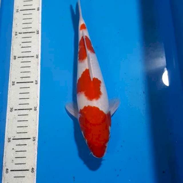KOHAKU 30 CM