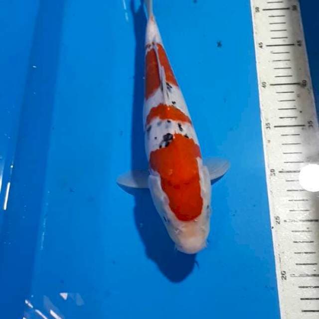 SANKE 32 CM