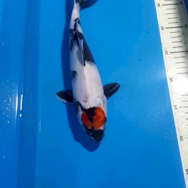 TANCHO SHOWA 30 CM
