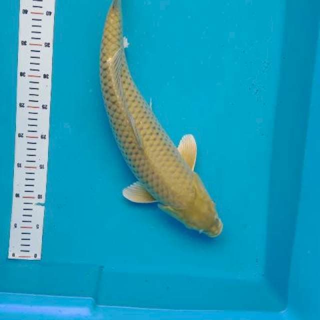 Midorigoi jumbo 50cm