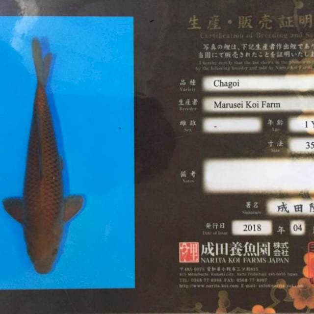 Chagoi Marusei 53 cm