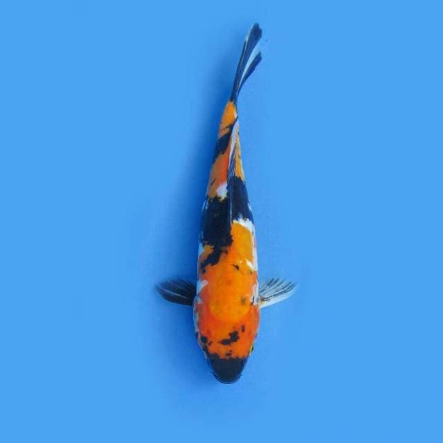 DOITSU SHOWA 29 CM
