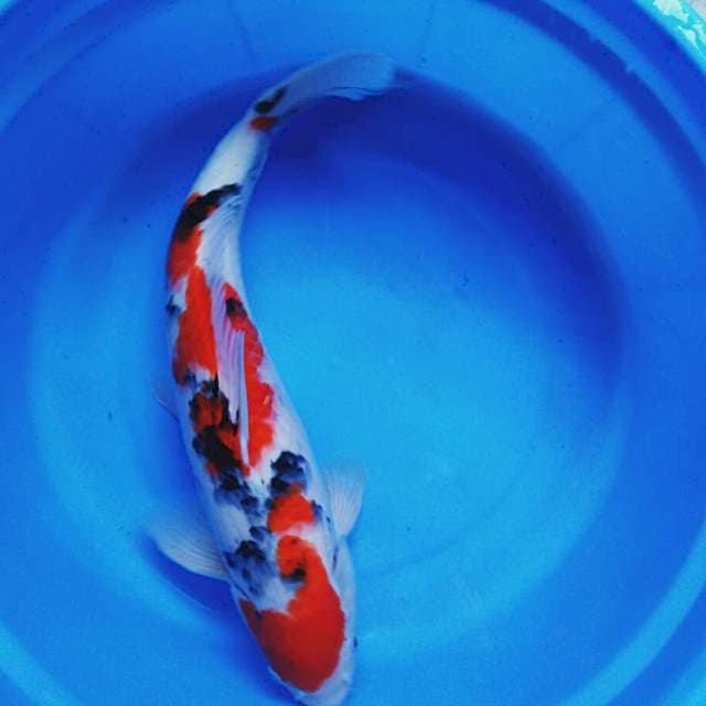 Sanke 44cm male