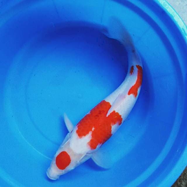 Maruten ori 45cm 