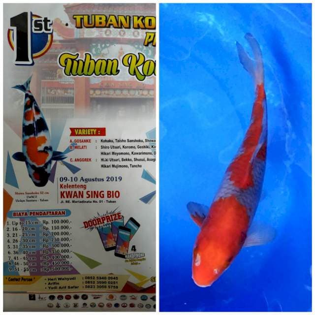 Ochiba merah kelas Contes