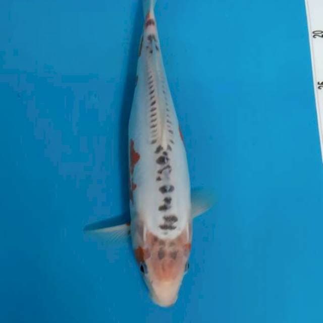 Shusui