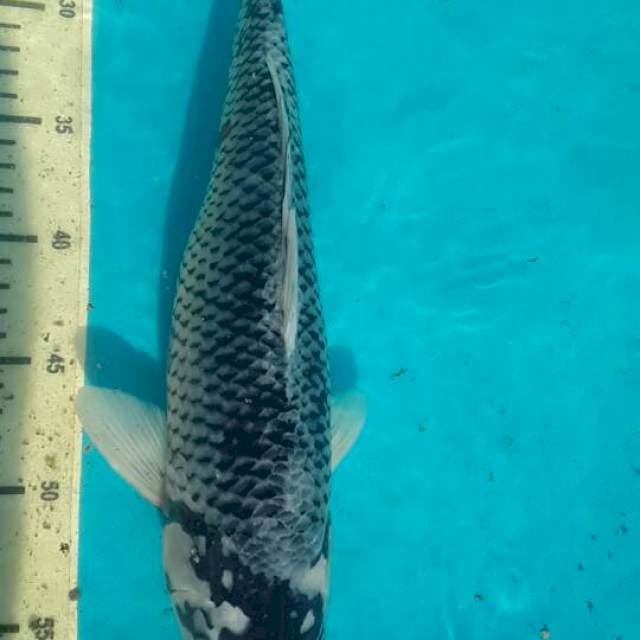 matsukawabake 40 bu