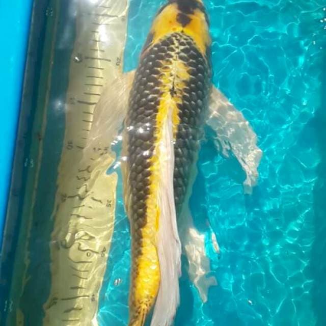 kumpay kabuto 52 cm