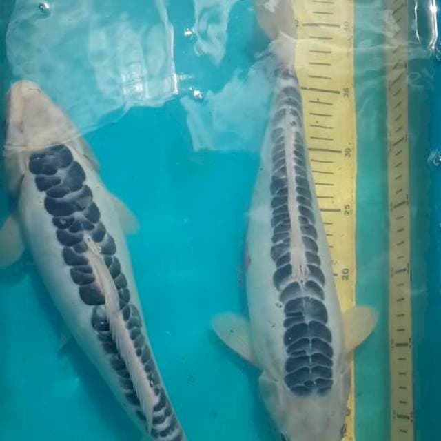 2 susui 40 bu