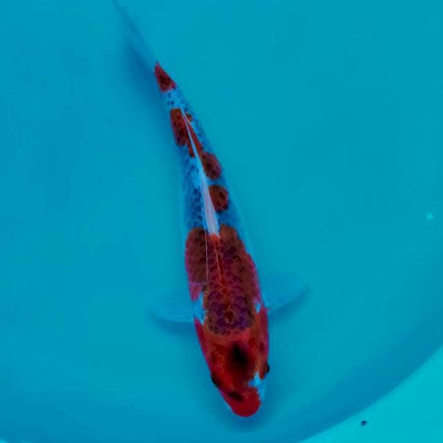 III. Goshiki || 30 cm
