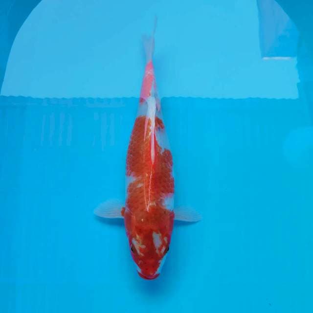 VI. Big Goshiki || 37 cm