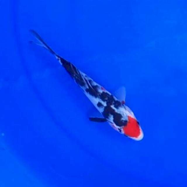 Tancho*15cm mini
