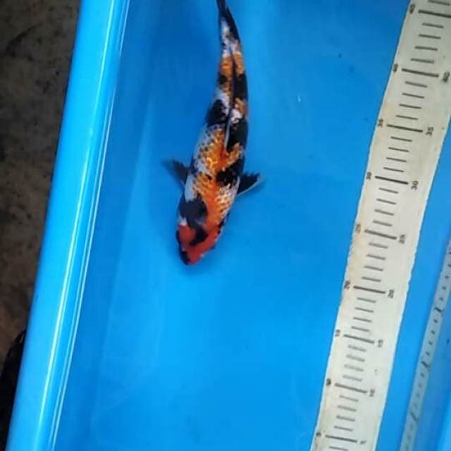 SHOWA KANOKO SANSHOKU GINRIN