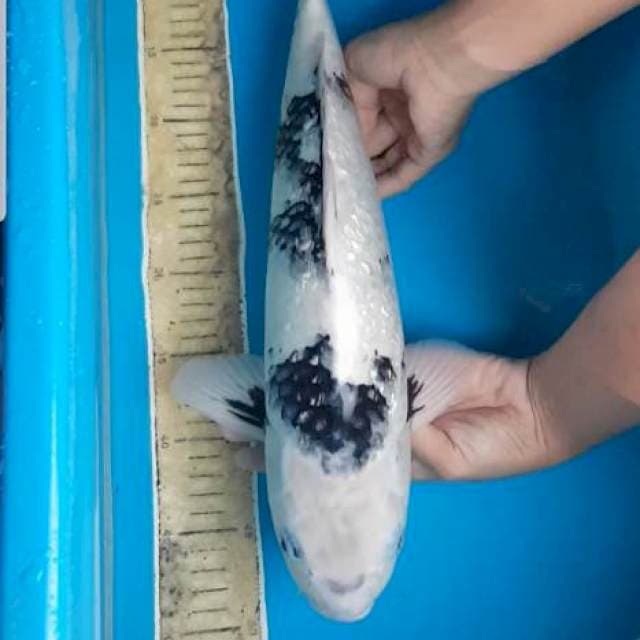 Shiro ginrin 44 cm